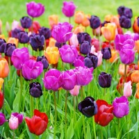 Pick Your Own Tulips